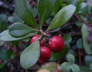 Chá de folha de uva-de-urso