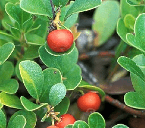 Chá de folhas de uva-de-urso